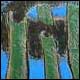 Sapin vert - Bergeron, André