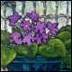 Nature morte aux violettes - Dion, Huguette