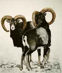 Mouflon - Kiss, Peter