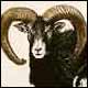 Mouflon - Kiss, Peter