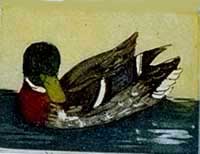 Malard mâle - Montoya, Claude