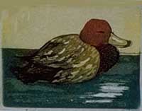 Morillon à tête rouge - Montoya, Claude