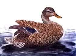 Mallard, hen - Ivankovic, Ljubomir