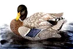 Colvert m&acirc;le - Ivankovic, Ljubomir