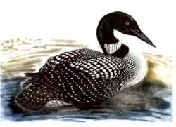 Loon - Ivankovic, Ljubomir