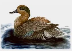 Green-winged Teal, drake - Ivankovic, Ljubomir