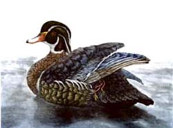 Canard branchu (huppé) - Ivankovic, Ljubomir