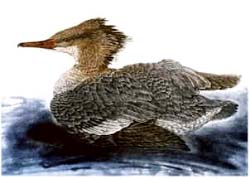 Grand bec scie, femelle - Ivankovic, Ljubomir