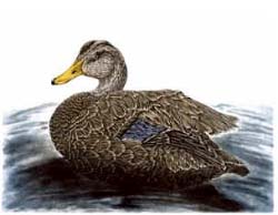 Canard noir mâle - Ivankovic, Ljubomir