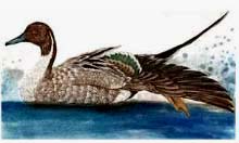Pintail, drake (S.E) - Ivankovic, Ljubomir