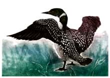 Loon (S.E.) - Ivankovic, Ljubomir
