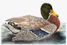 Mallard, drake - Ivankovic, Ljubomir