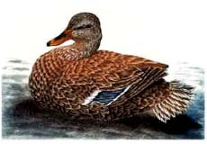 Mallard, hen - Ivankovic, Ljubomir