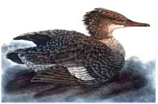 Grand bec scie femelle - Ivankovic, Ljubomir