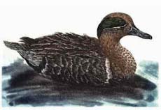 Green-winged Teal, drake - Ivankovic, Ljubomir