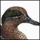 Green-winged Teal, drake - Ivankovic, Ljubomir