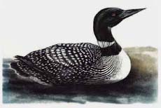 Loon - Ivankovic, Ljubomir