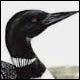 Loon - Ivankovic, Ljubomir