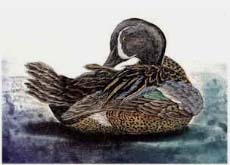 Blue-winged Teal, drake - Ivankovic, Ljubomir