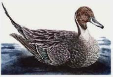 Pintail, drake - Ivankovic, Ljubomir