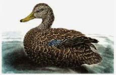 American Black Duck - Ivankovic, Ljubomir