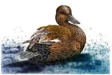 Gadwall, drake - Ivankovic, Ljubomir