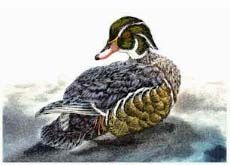 Wood Duck, drake - Ivankovic, Ljubomir