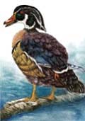 Wood Duck, drake - Ivankovic, Ljubomir
