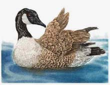 Bernache du Canada I - Ivankovic, Ljubomir