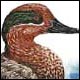 Green-winged Teal, drake - Ivankovic, Ljubomir