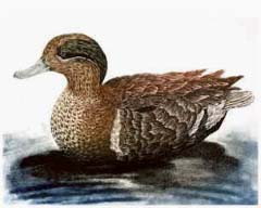 Green-winged Teal, drake - Ivankovic, Ljubomir