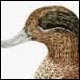Green-winged Teal, drake - Ivankovic, Ljubomir