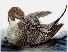 Pilet m&acirc;le - Ivankovic, Ljubomir