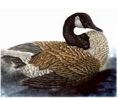 Canada Goose - Ivankovic, Ljubomir