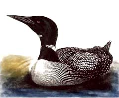 Loon - Ivankovic, Ljubomir