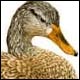 Mallard, hen - Ivankovic, Ljubomir