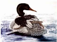 Common Merganser, drake - Ivankovic, Ljubomir