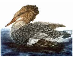 Common Merganser, hen - Ivankovic, Ljubomir