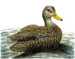 American Black Duck, drake - Ivankovic, Ljubomir