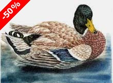 Mallard, drake II - Ivankovic, Ljubomir